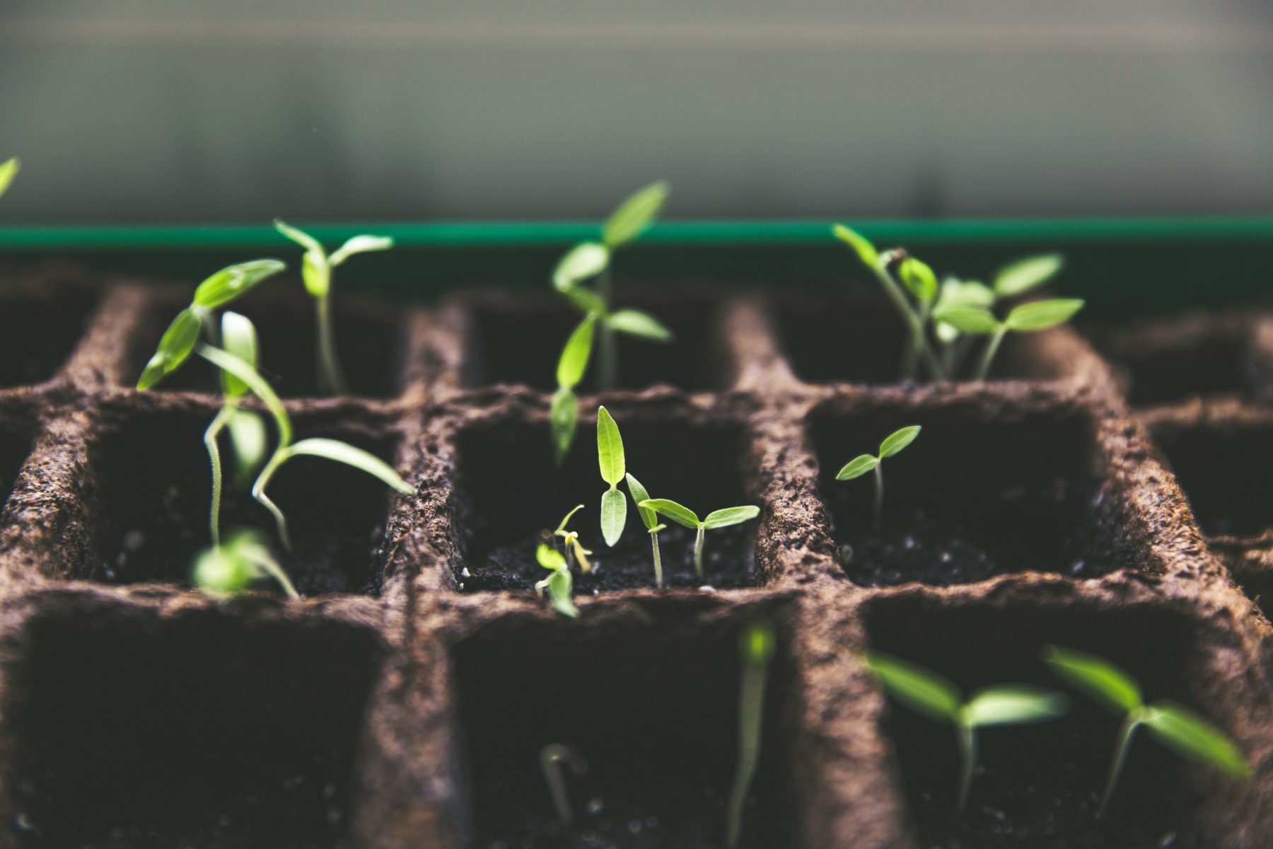 Nuova Sabatini Green: Agevolazioni per Investimenti Sostenibili nelle Imprese